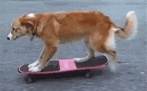 dog sdkateboard gif