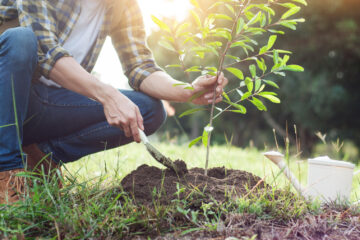 A man planting a tree saplin.g